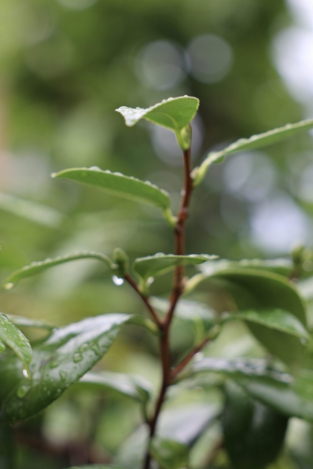Diary Maison Julien Miyazu | Jour de pluie/rainy day