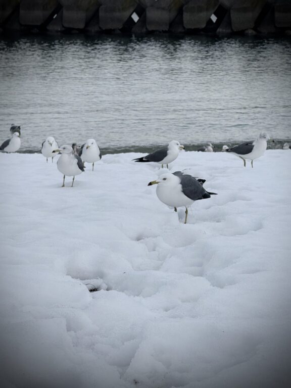 Maison Julien Miyazu Maison Julien Miyazu